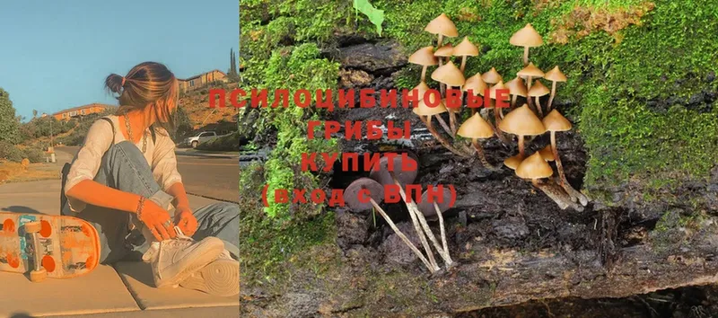 наркотики  Боготол  Галлюциногенные грибы Psilocybe 